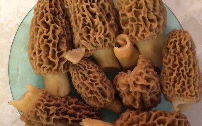 Morels, and fiddleheads and ramps, oh my!