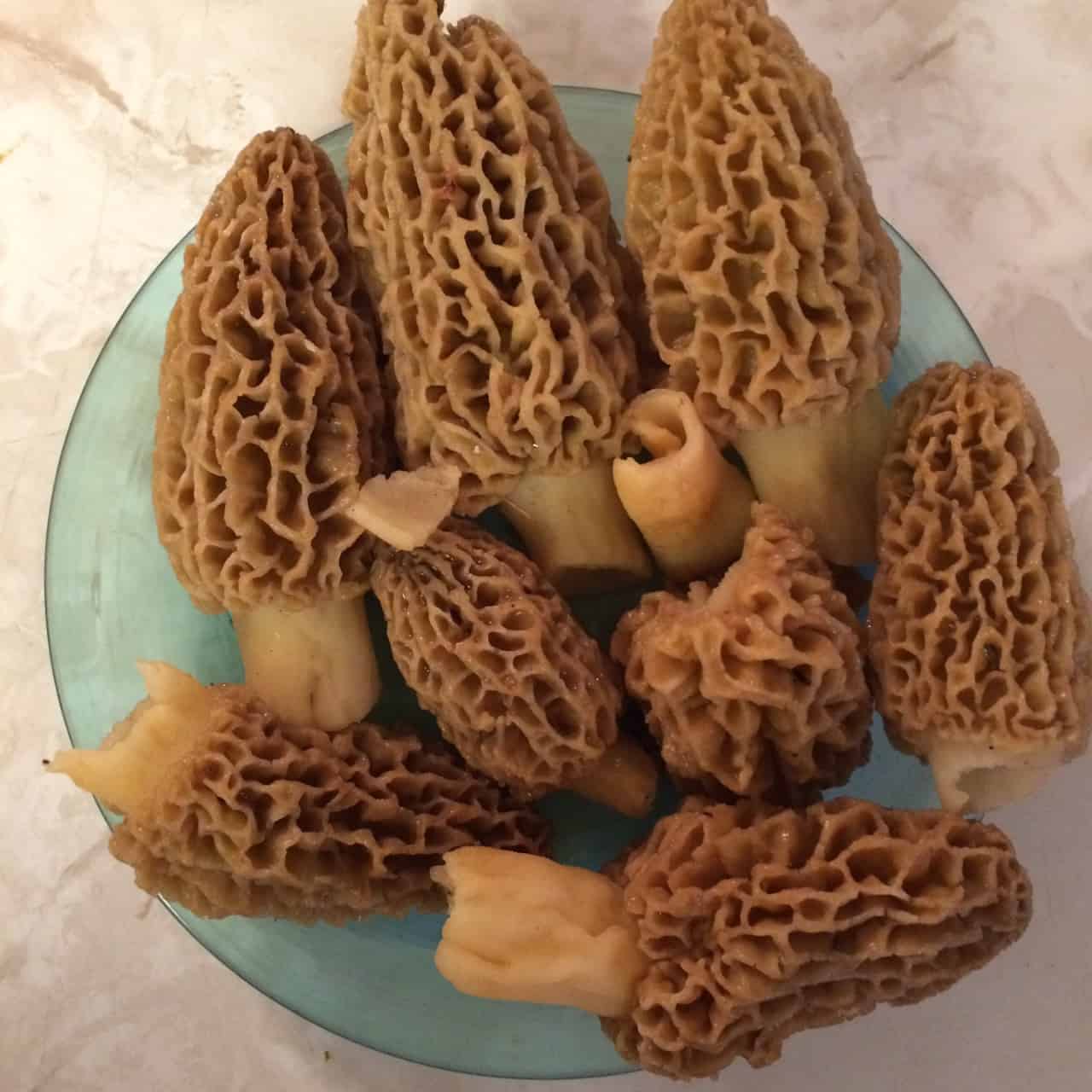 Morels, and fiddleheads and ramps, oh my! Nikki Rajala